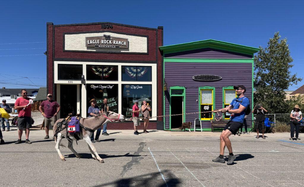 A runner pulls on a donkey by the 15-foot leader rope attached to the donkey's bridle.