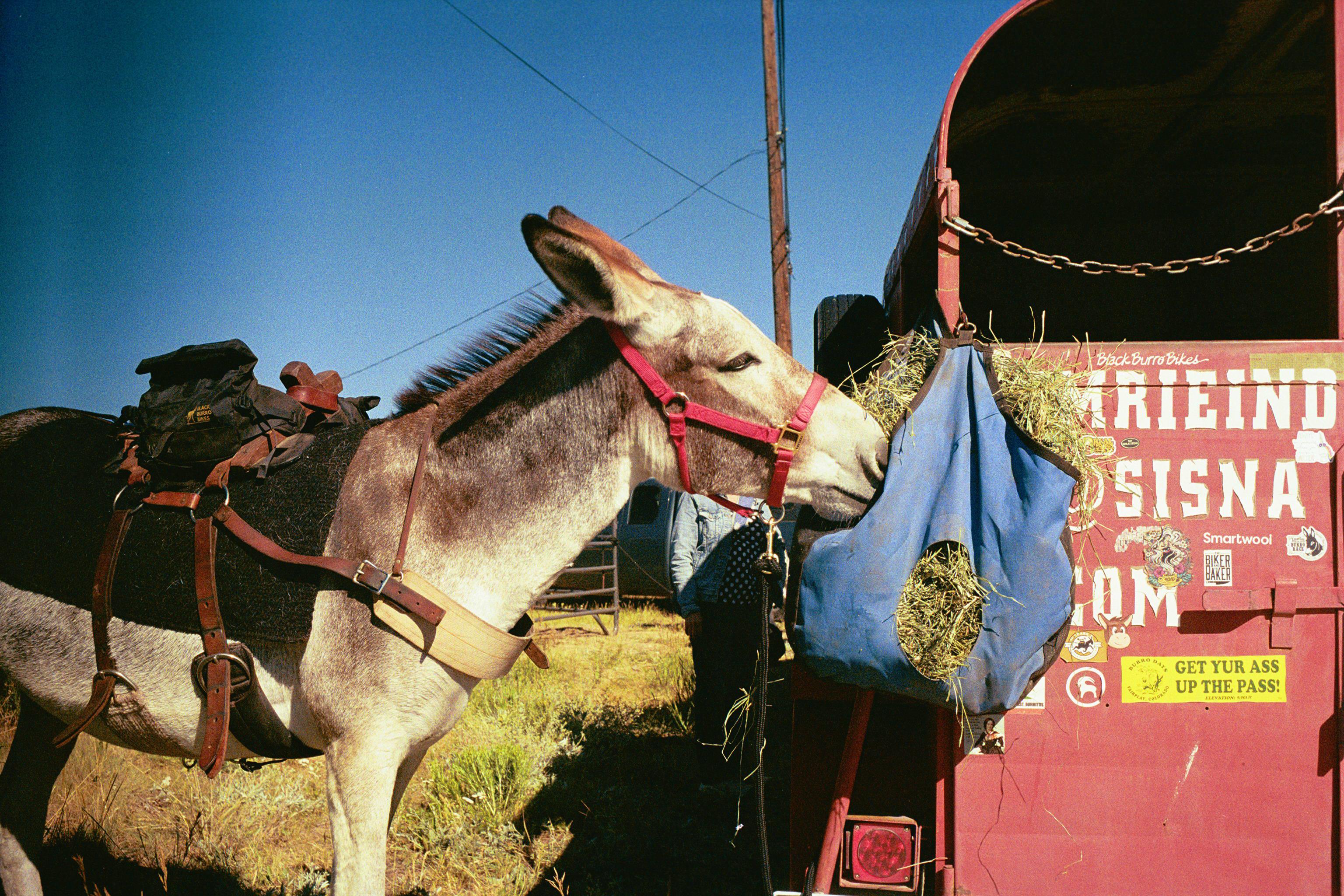 A donkey eats hay out of a blue feedbag attached to a red trailer.