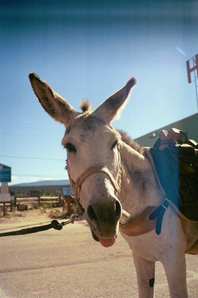 A white donkey sticks its tongue out