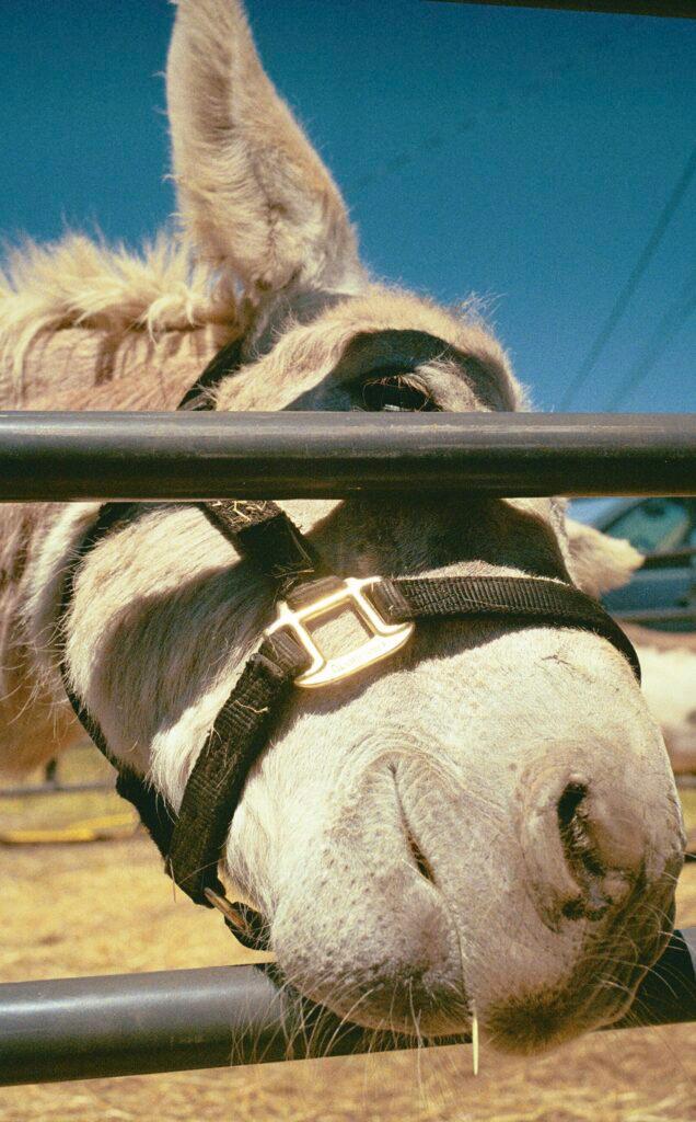 A white donkey reaches through the bars of its enclosure for hay.