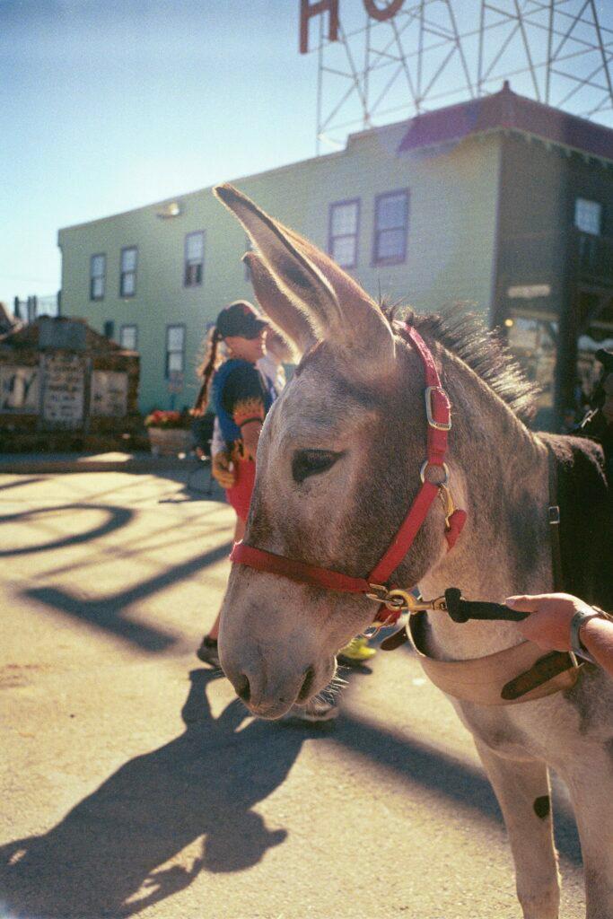 A profile shot of a donkey in the street.