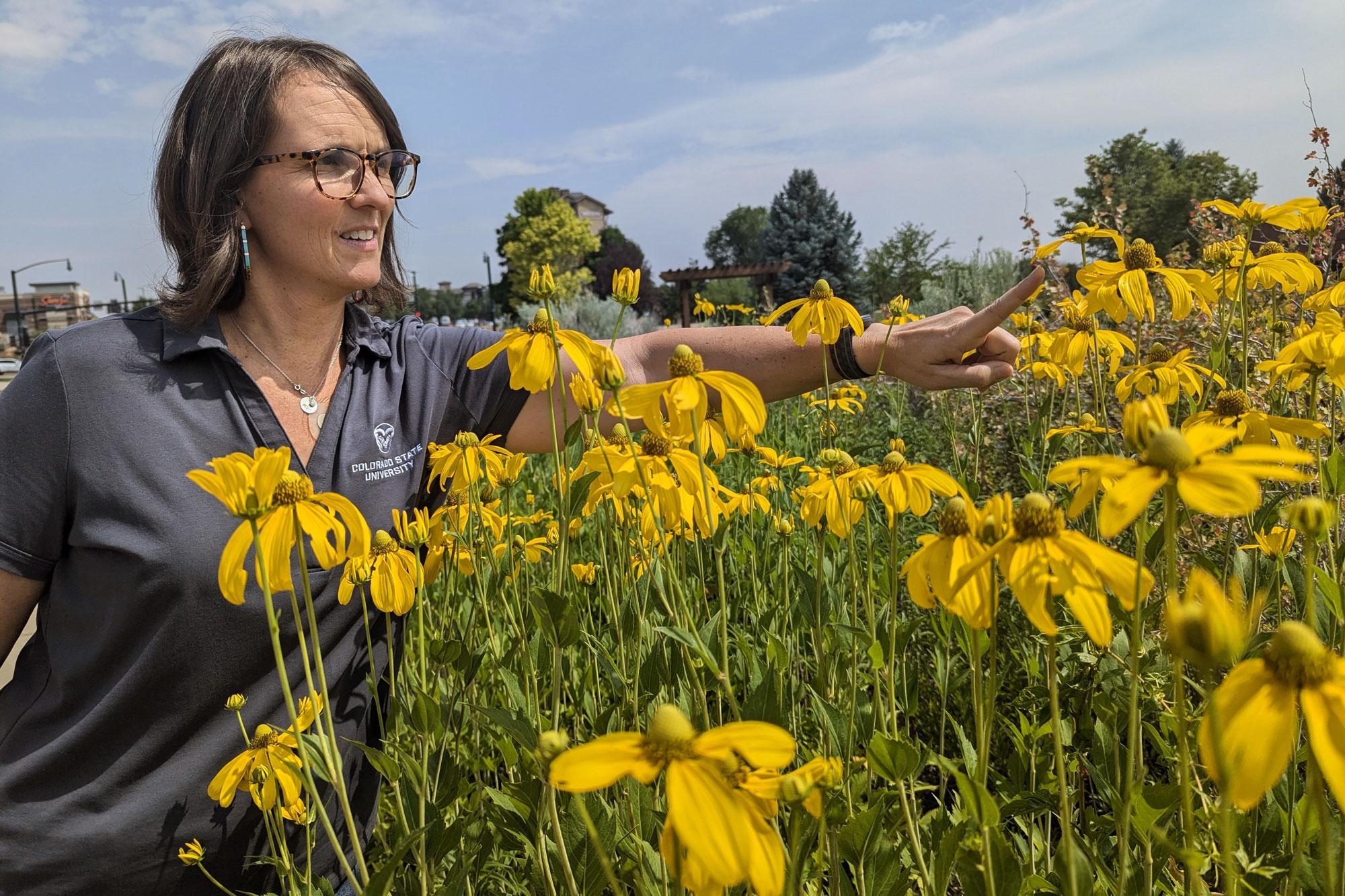 Deryn Davidson, wearing glasses and a gray shirt with a 'Colorado State University' logo, points at a native Colorado flower in a garden filled with tall, yellow blooms. The sky is clear with light clouds in the background.