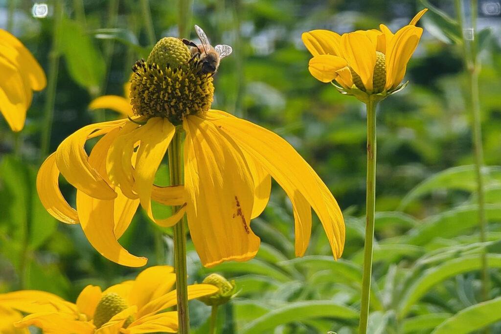 A close-up of a yellow native Colorado flower with a bee perched on its center, surrounded by other yellow blooms and green foliage.