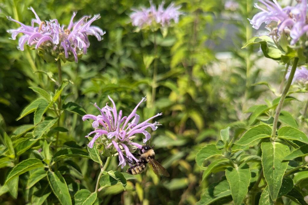 A bumble bee is perched on a light purple flower surrounded by green leaves in a garden. The plant has several similar blossoms, and the background is filled with additional foliage and blurred flowers.