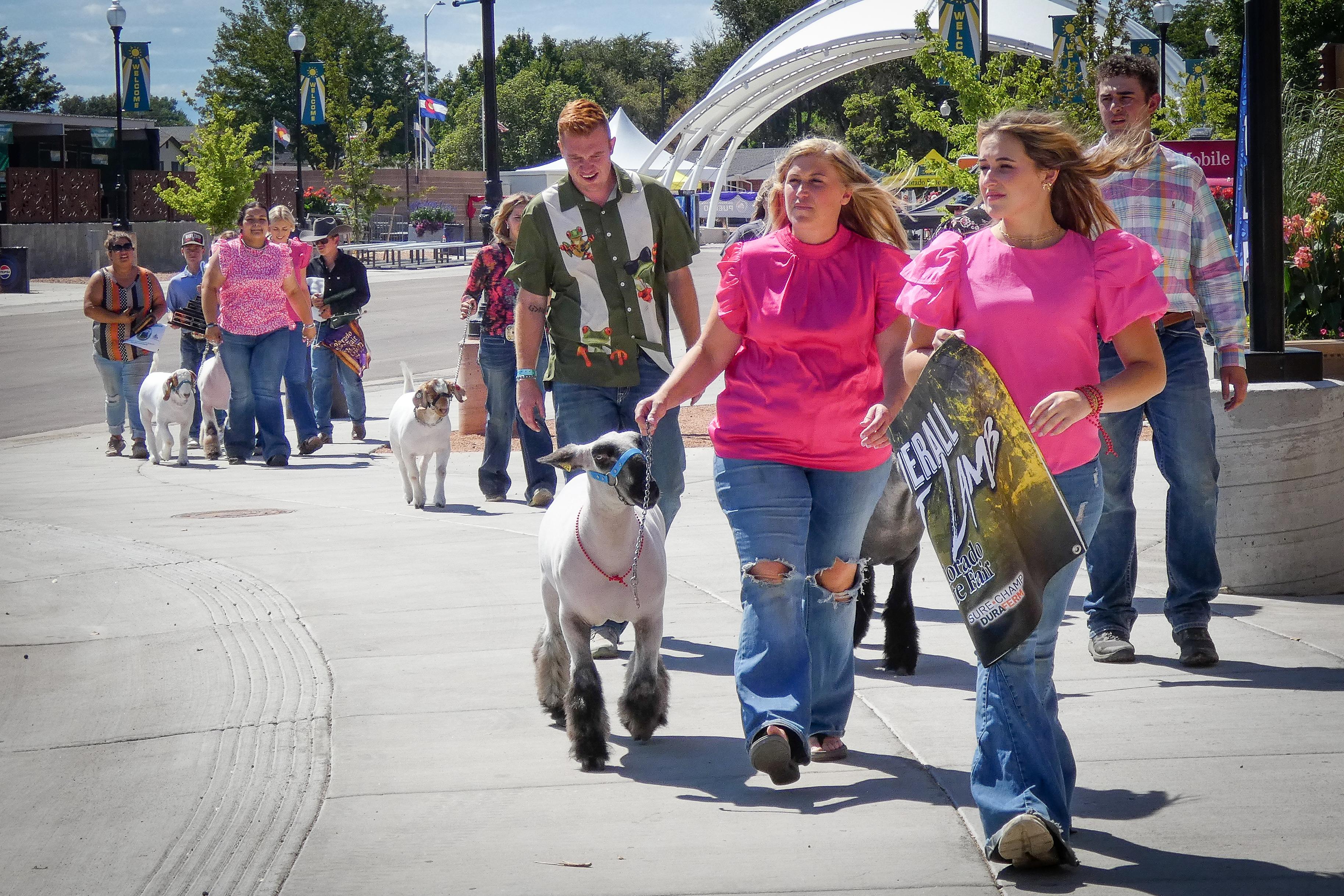 Young people and their families lead sheep and goats