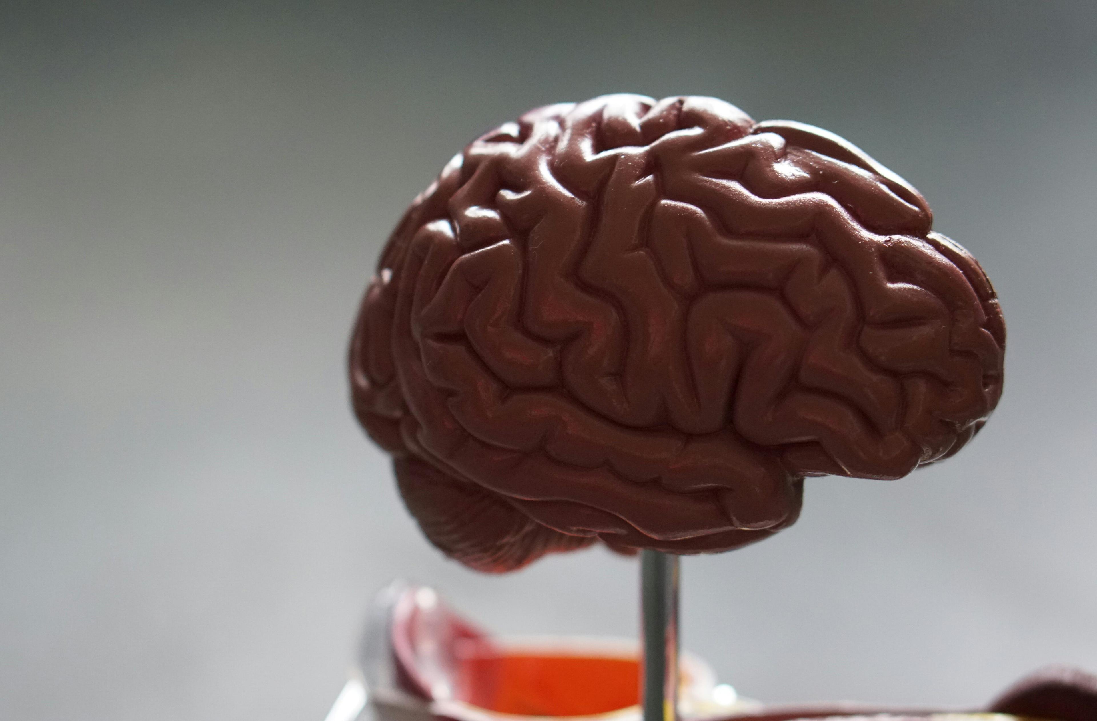 A pink, plastic model of the human brain on a stand.