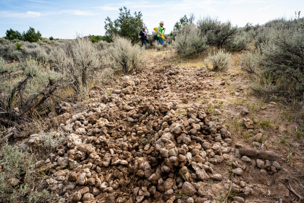 WILD HORSE ROUNDUP AT LITTLE BOOK CLIFFS