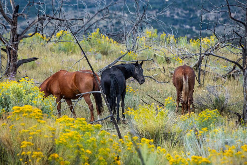 WILD HORSE ROUNDUP AT LITTLE BOOK CLIFFS