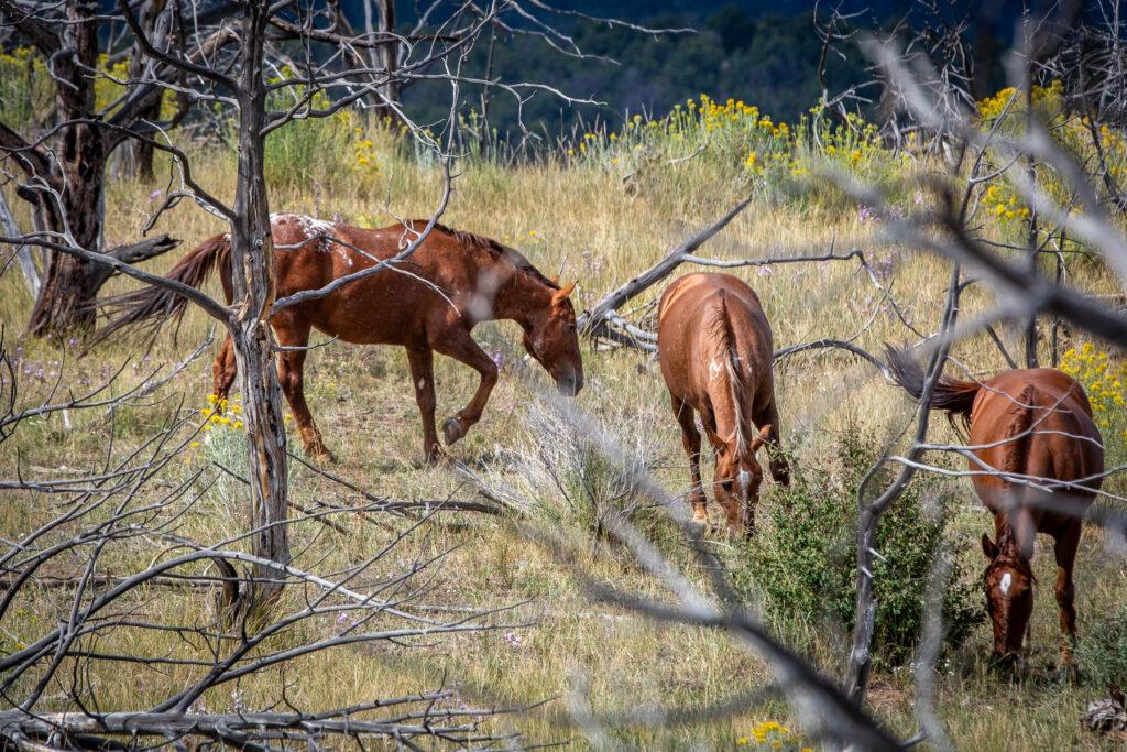 WILD HORSE ROUNDUP AT LITTLE BOOK CLIFFS