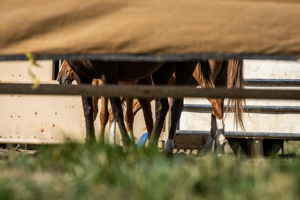 WILD HORSE ROUNDUP AT LITTLE BOOK CLIFFS