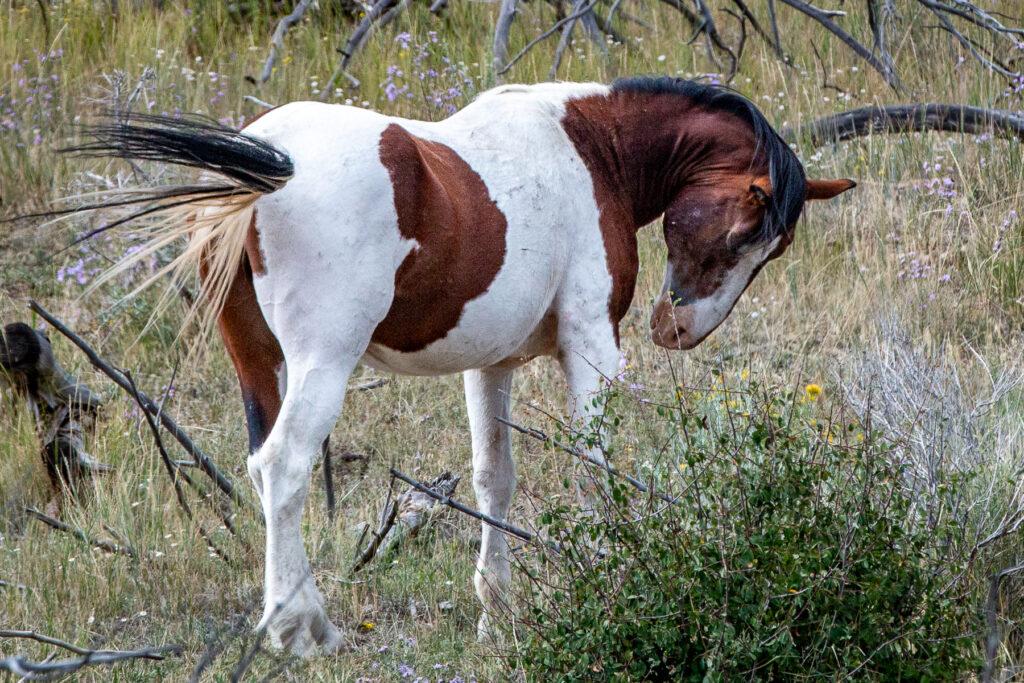 WILD HORSE ROUNDUP AT LITTLE BOOK CLIFFS