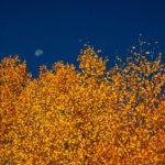 Fall aspens in Grand Lake