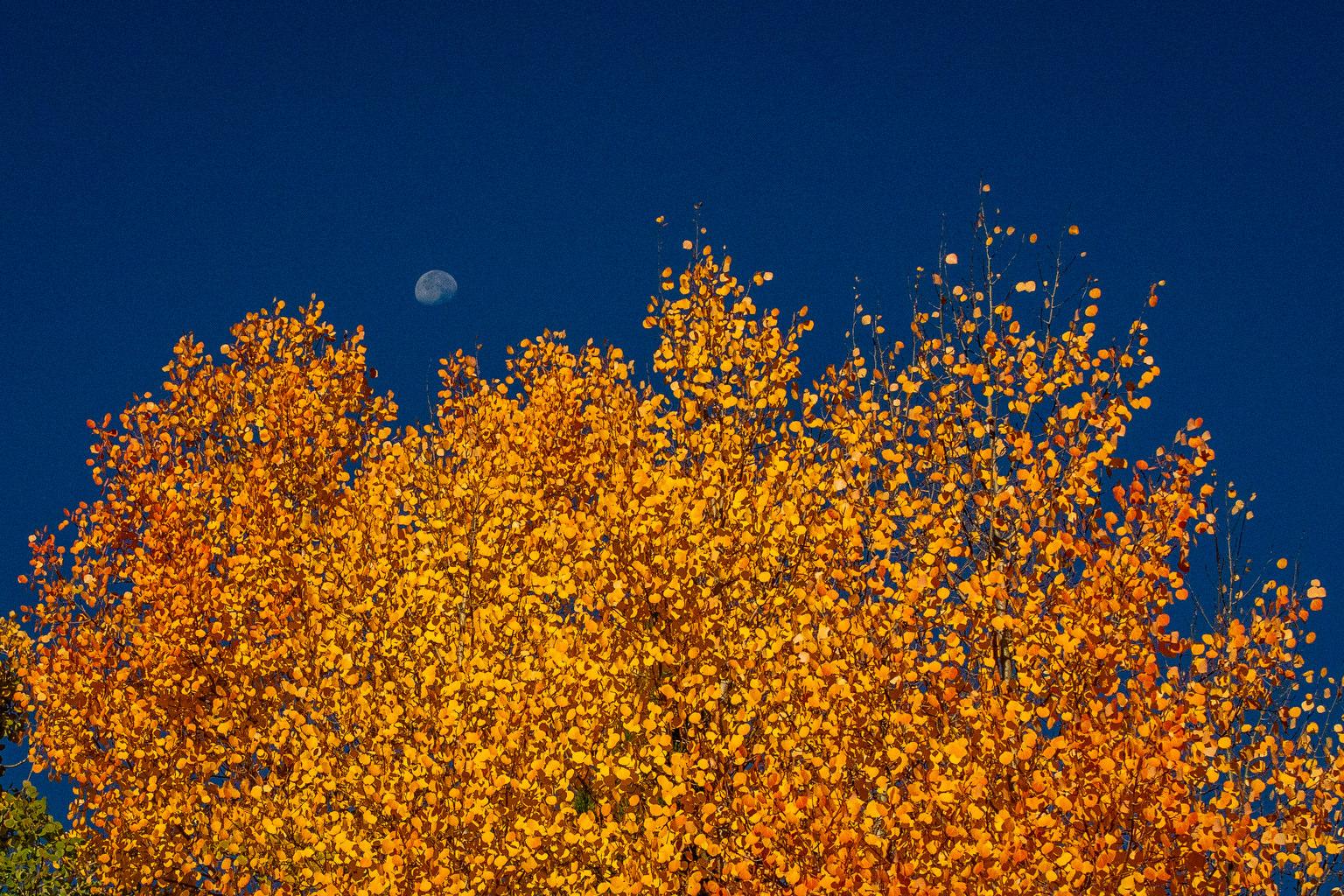 Fall aspens in Grand Lake