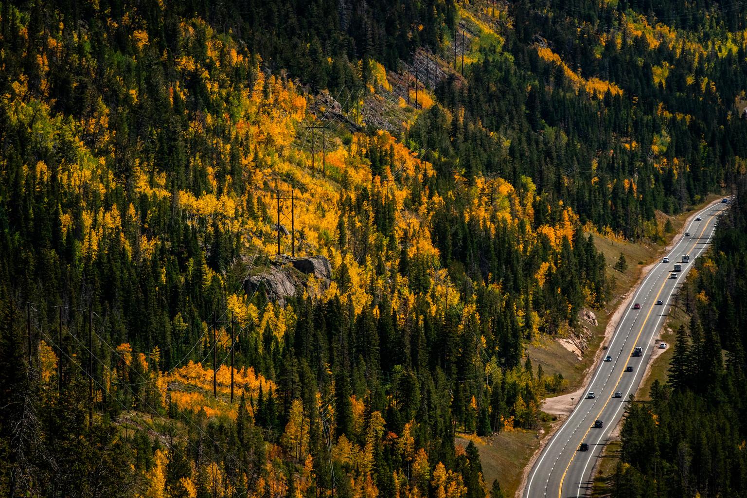 Fall aspens along Highway 40 near Berthoud Pass