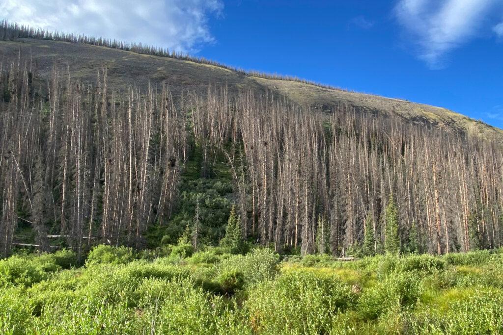 Dead trees stand on the side of a mountain