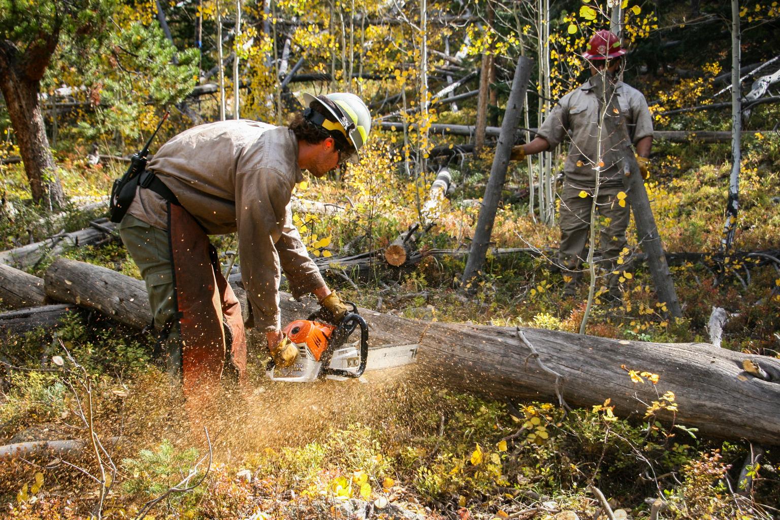 A man uses a chainsaw to cut a fallen tree in a forest.