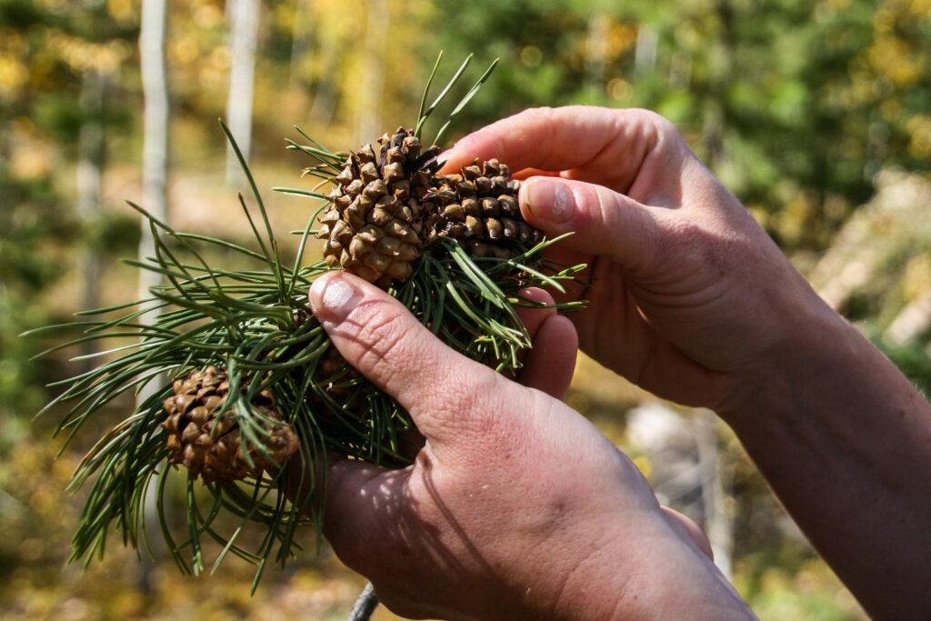 A pair of hands holding pine cones close up.