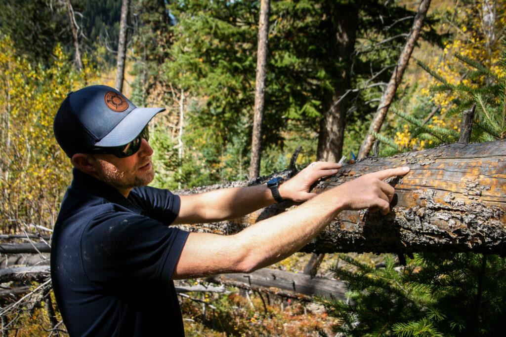 A man points out patterns on a dead, fallen tree.