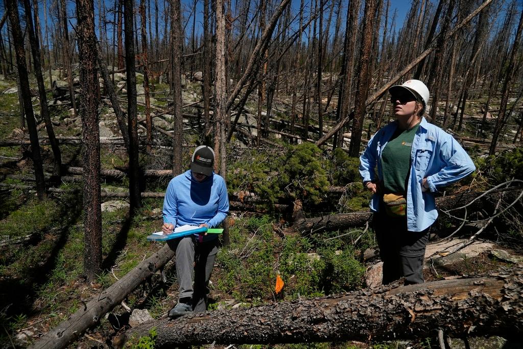 Wildfires Disappearing Forests Takeaways