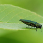 An adult emerald ash borer