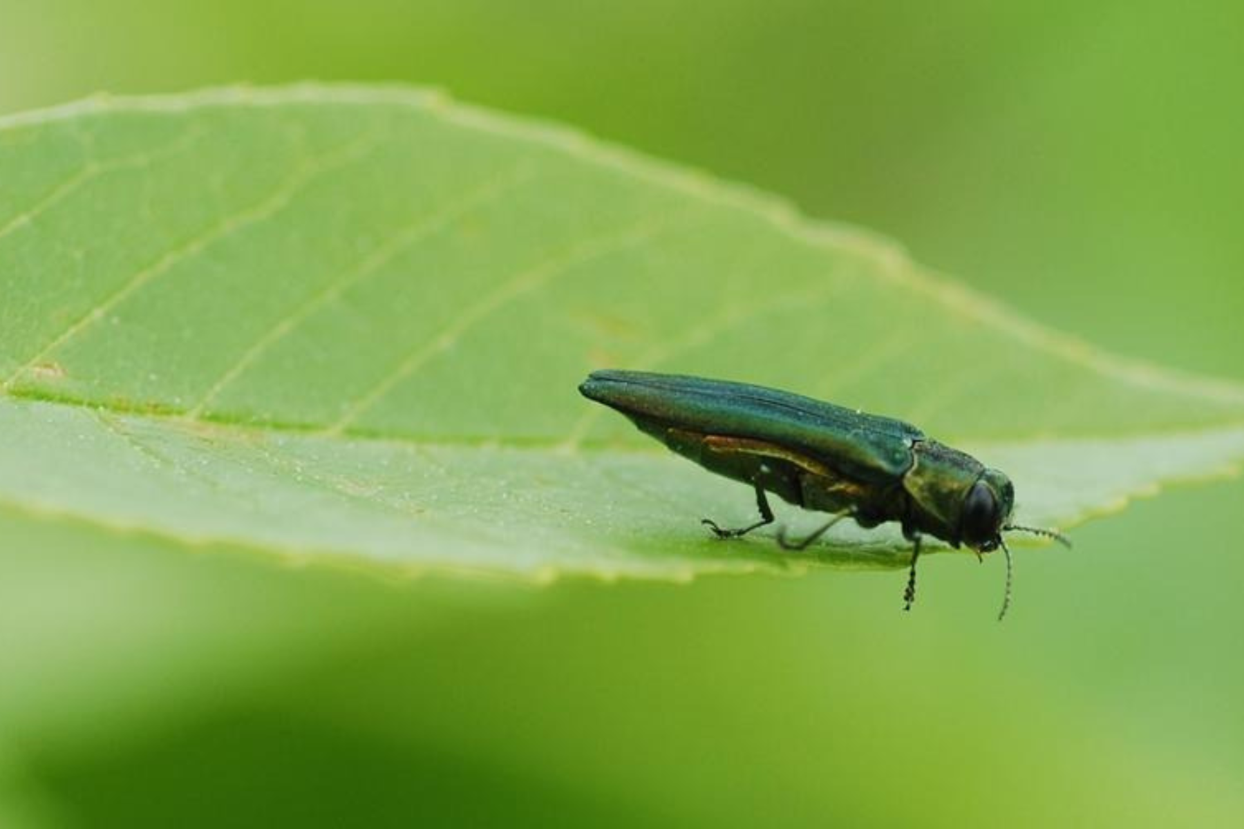 An adult emerald ash borer