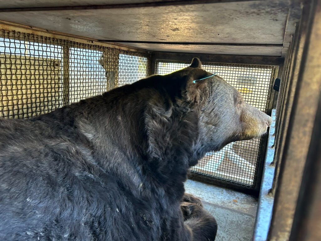 A black bear looks out from its cage as it is transported.