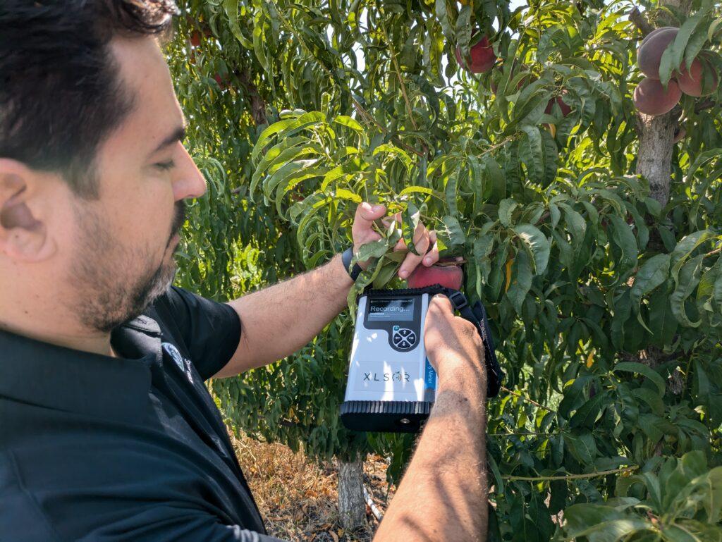 Ioannis Minas, wearing a black, Colorado State University polo shirt, holds a white scanner up to a peach on a tree in Western Colorado in order to get a reading on the peach that will help determine harvest time.