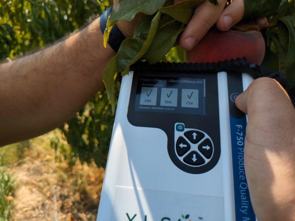 A close up photo of two hands shows one hand pulling a peach, still on the tree, closer to a white scanner that is demonstrating that it has successfully measured three categories of the peach, which will be used to determine harvest dates.