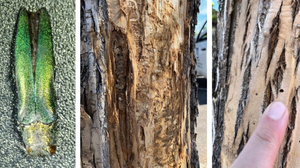 Photos of Emerald Ash Borer Beetle