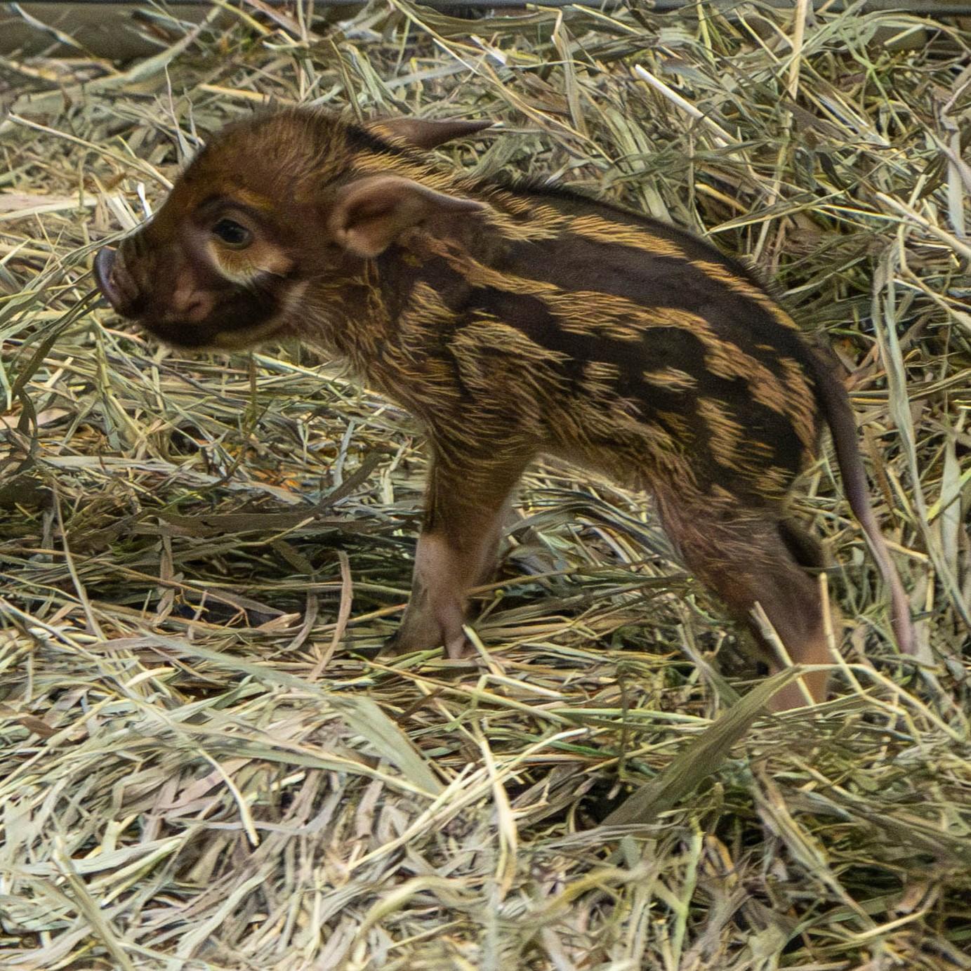 A small hog baby with a reddish-orange coat and stripes stands in some strawlike bedding