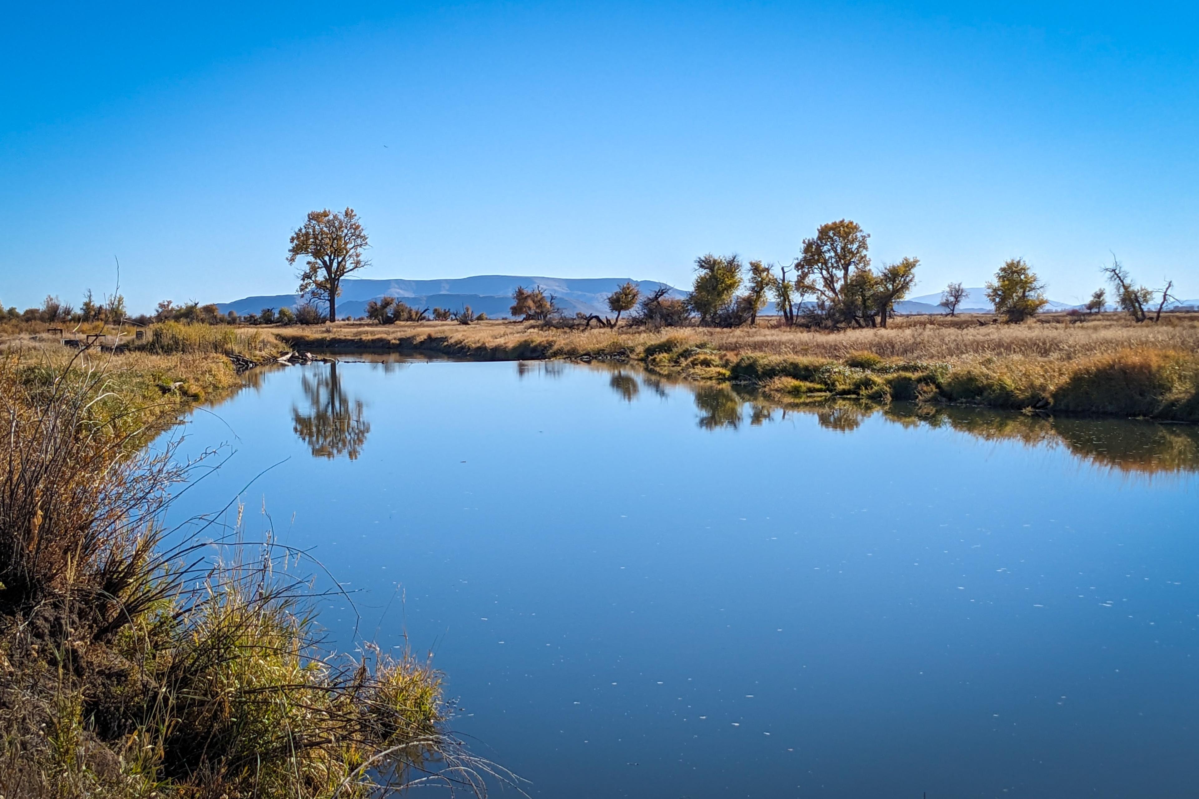 A tall tree and scrubby vegetation lining the river banks reflects in the river with cloudless blue skies overhead and mountains in the distance.