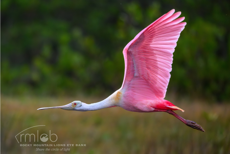 image of a bird called a spoonbill pink and red bird flying in front of green natural background