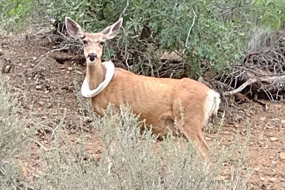 A deer with a bucket lid around its neck