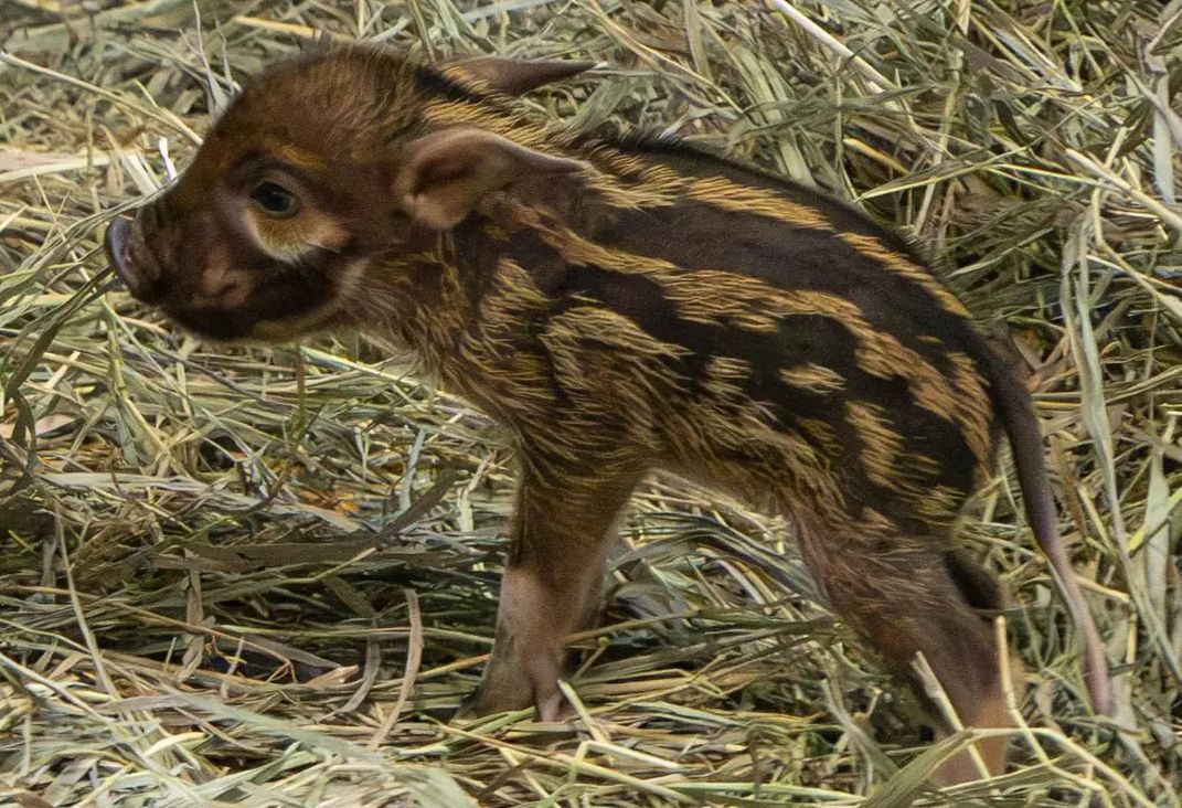 A small hog baby with a reddish-orange coat and stripes stands in some strawlike bedding