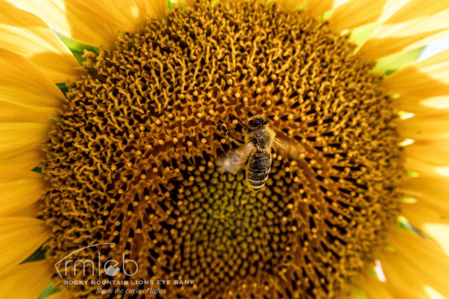 image close up of sunflower showing seeds, petals, and a bumble bee in the middle.