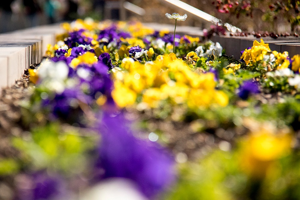 Preparing your garden for Colorado's winter: Expert tips from a Betty ...