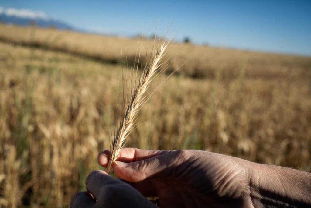 RYE-RESURGENCE-FARMING-SAN LUIS-VALLEY