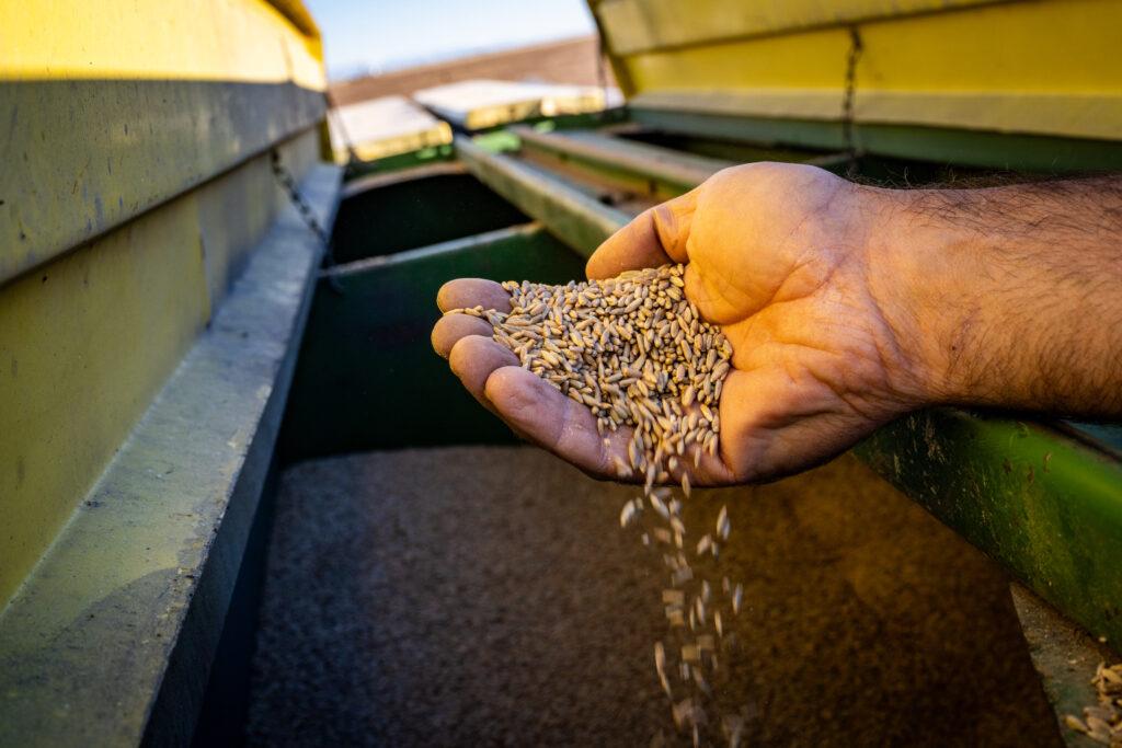 RYE-RESURGENCE-FARMING-SAN LUIS-VALLEY