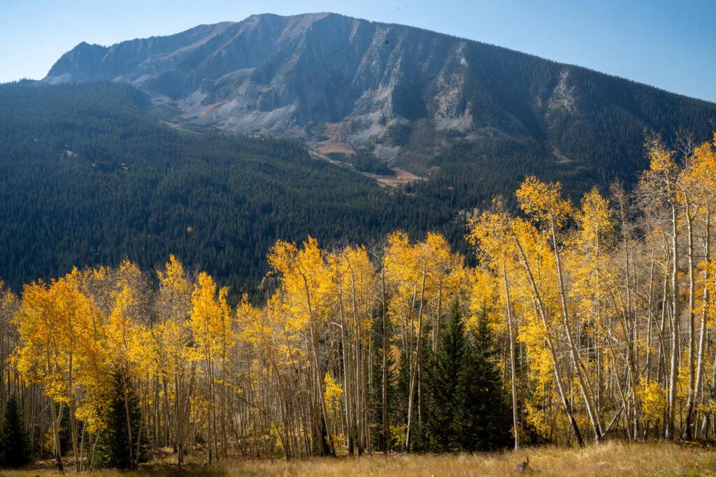 Fall aspens glow golden in October sunlight in Crested Butte