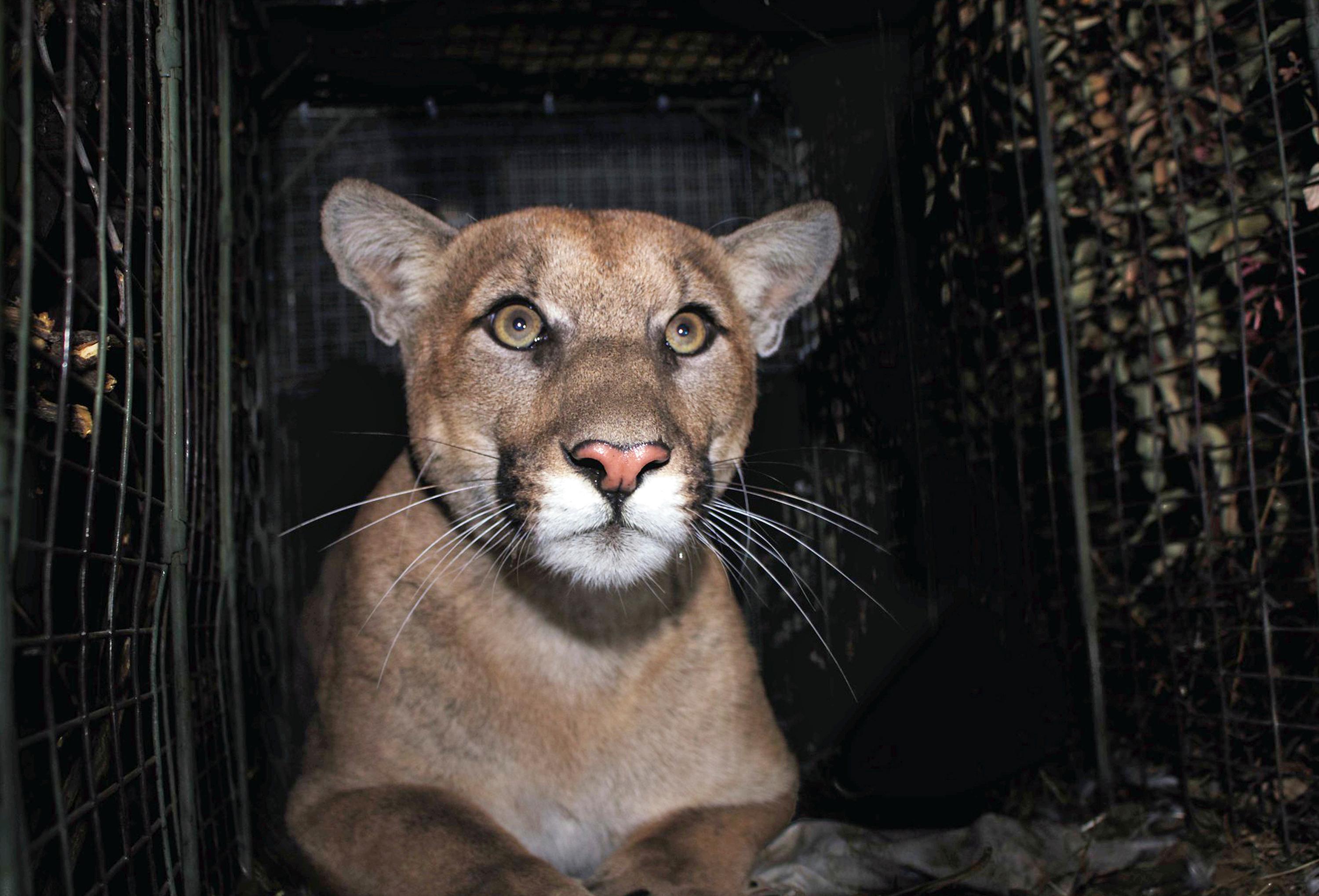 Virus Outbreak California Wildlife Deaths