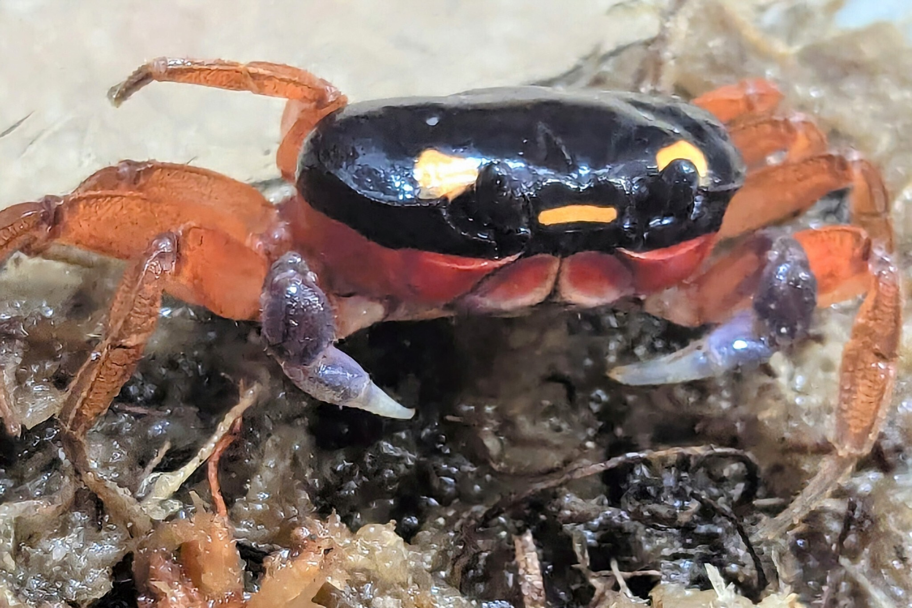 A blackback land crab