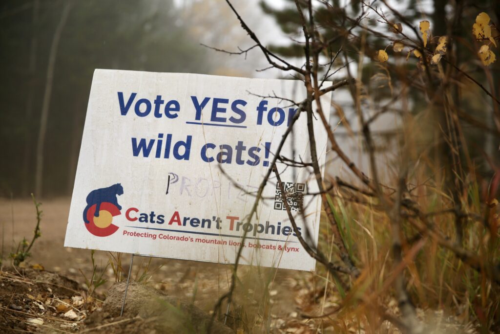 A yard sign amidst autumn foliage reads &quot;Vote YES for wild cats!)