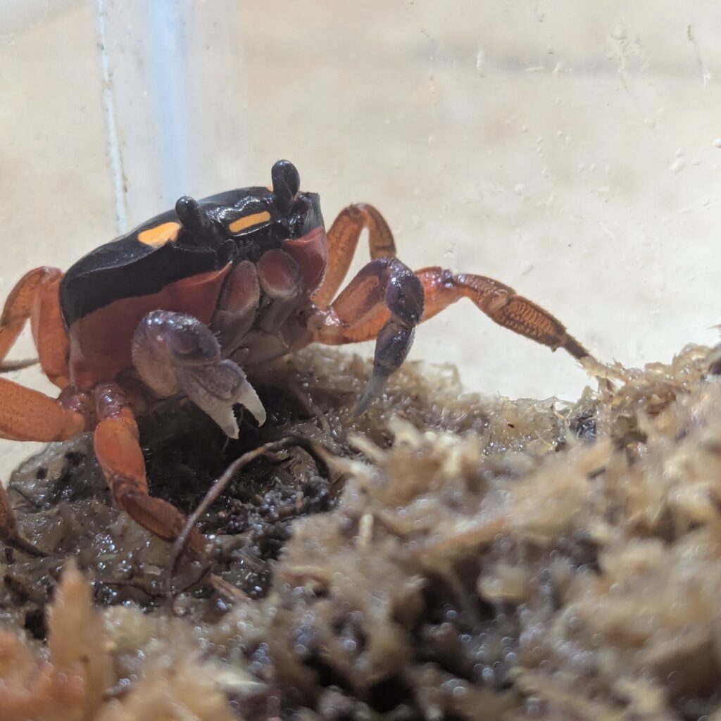 A blackback land crab