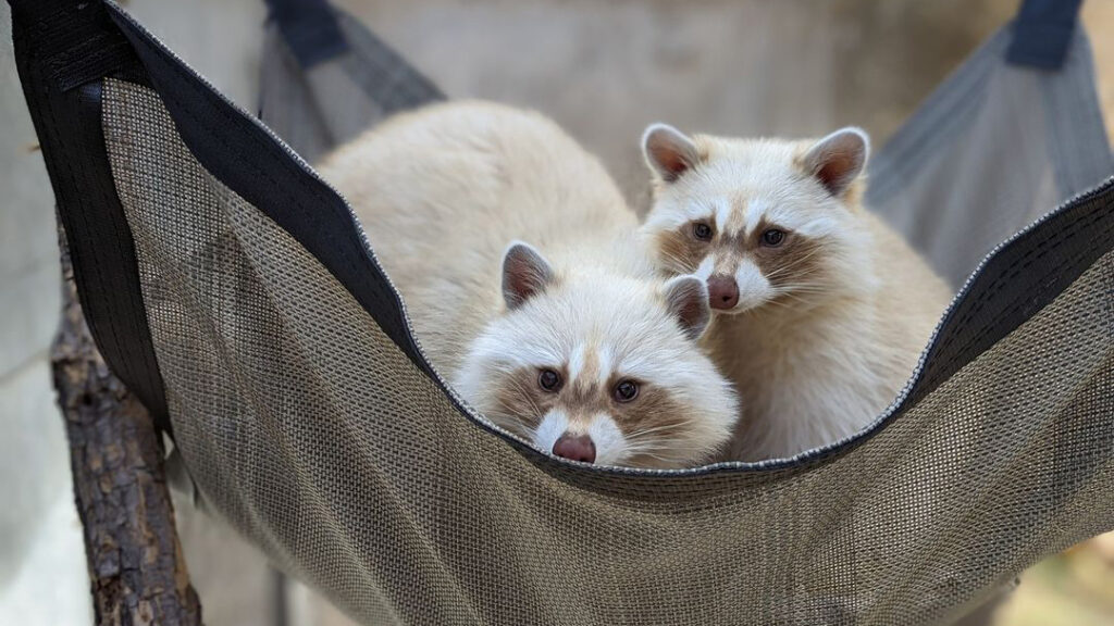 Sister raccoons Pecan and Cashew