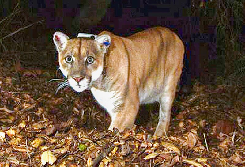 MOUNTAIN LION