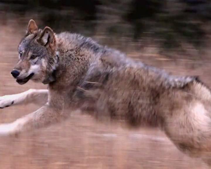 A wolf sprinting through a field towards the tree line