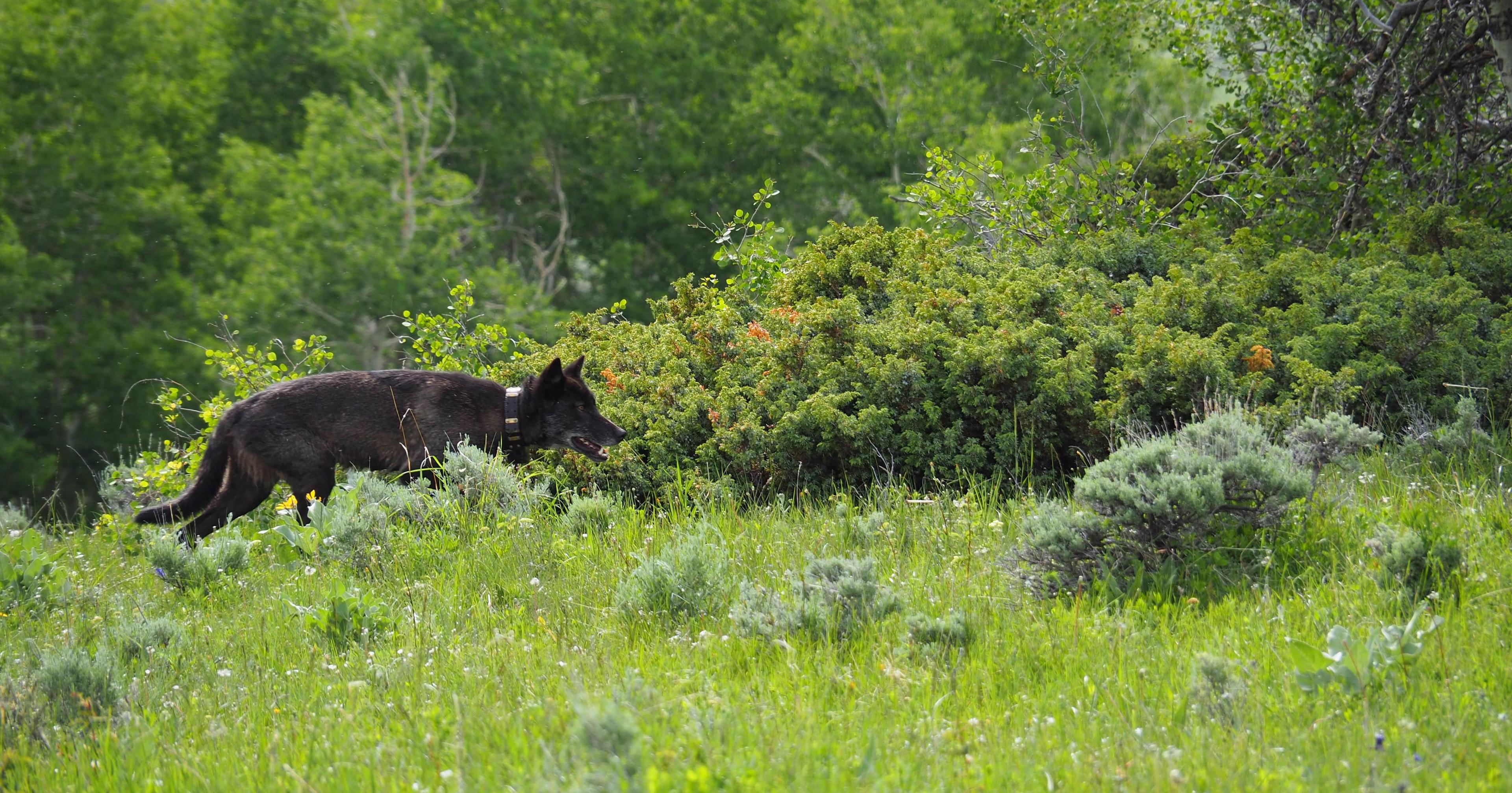 A gray wolf walks through a green mountain meadow