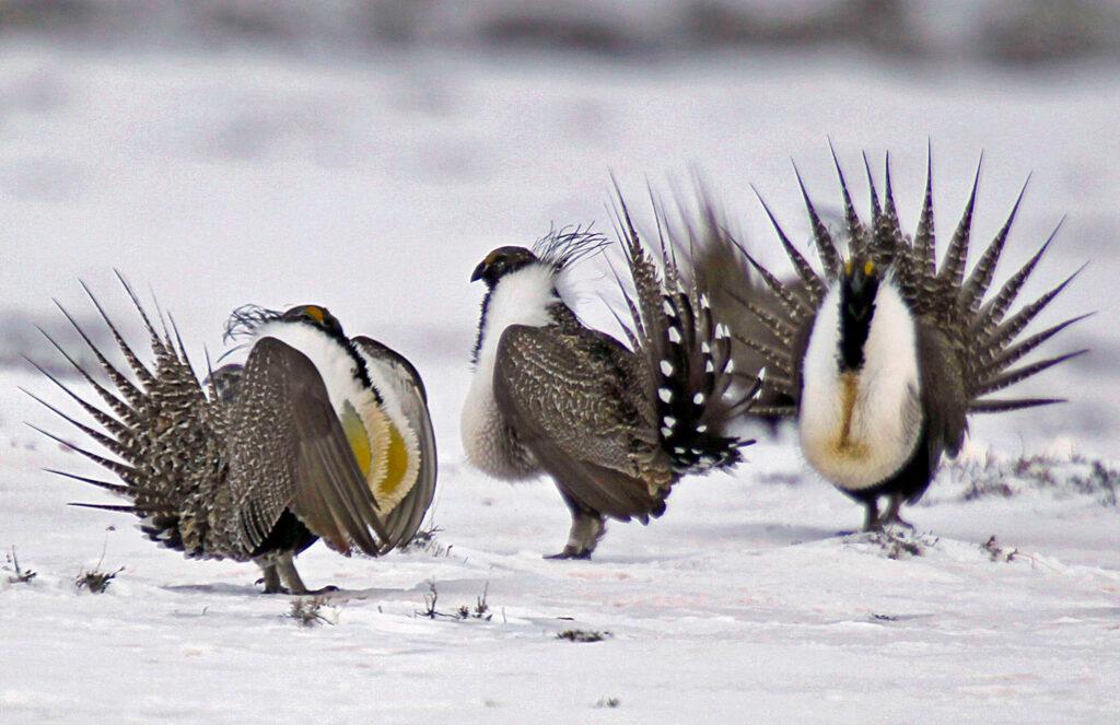 Greater Sage Grouse