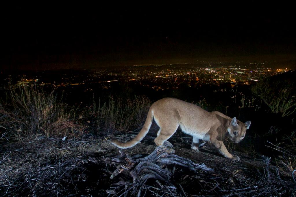 California Mountain Lion Attack