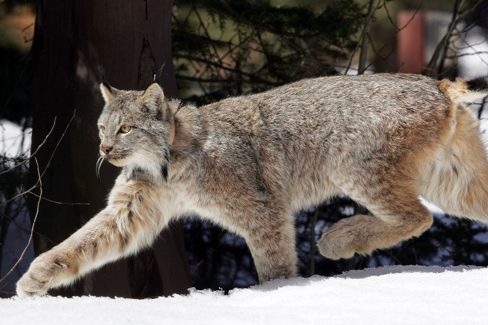 Canada Lynx